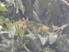 Dendrophthoe pentandra