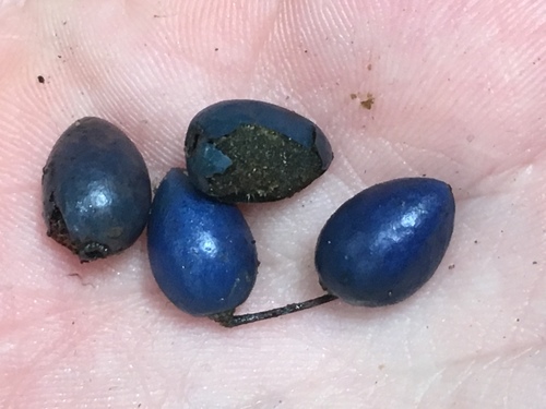 Elaeocarpus grahamii observed 2020-03-11