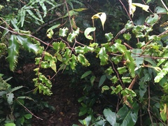 Lygodium reticulatum