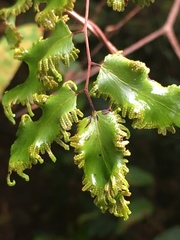 Lygodium reticulatum