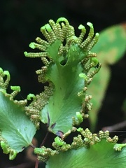 Lygodium reticulatum
