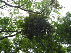 Dendrophthoe pentandra