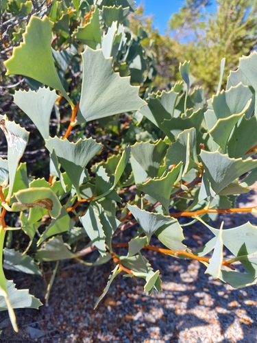 Hakea flabellifolia