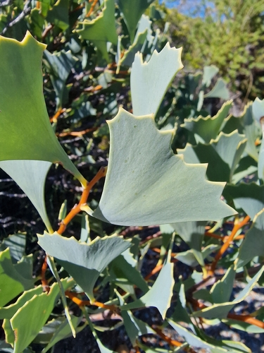 Hakea flabellifolia, photograph 2