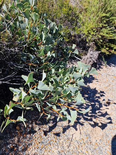 Hakea flabellifolia, photograph 3