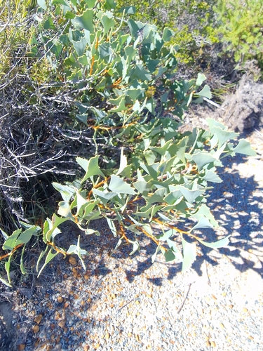 Hakea flabellifolia, photograph 5