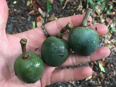 Elaeocarpus bancroftii