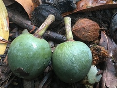 Elaeocarpus bancroftii