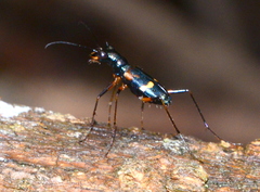 Distipsidera