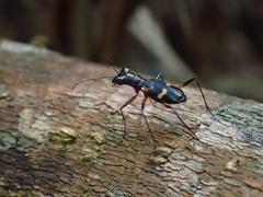 Distipsidera