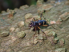 Distipsidera
