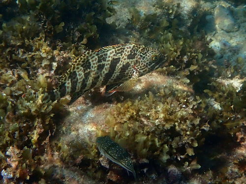 Goniistius rubrolabiatus
