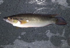 Crenicichla