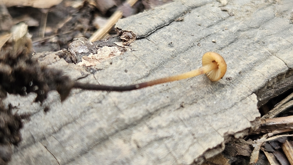 Rhizomarasmius pyrrhocephalus · April 2026 · photo: © rust_bucket (iNaturalist, cc-by)