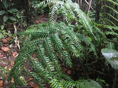 Cyathea rebeccae