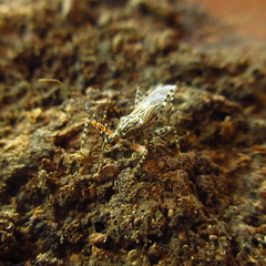 Cosmoclopius nigroannulatus