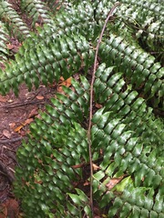 Cyathea rebeccae