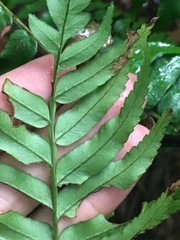 Cyathea rebeccae