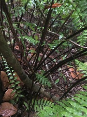 Cyathea rebeccae