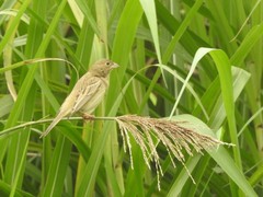 Emberiza bruniceps