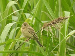 Emberiza bruniceps