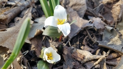 Trillium nivale