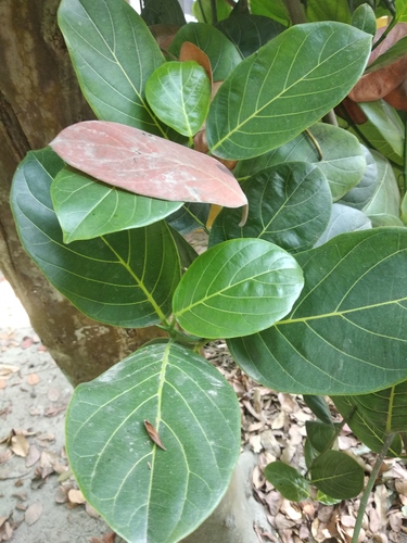Jackfruit