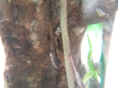 Anolis sagrei