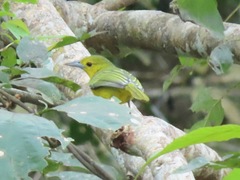 Aegithina lafresnayei