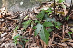 Aristolochia cucurbitifolia