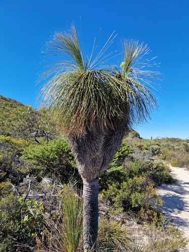 Kingia australis, photograph 4