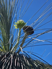 author not stated, no rights reserved Kingia australis, photograph author not stated, no rights reserved