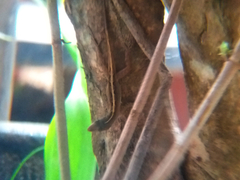 Anolis sagrei