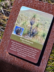 Kingia australis, photograph author not stated, no rights reserved