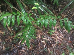 Austromuellera trinervia