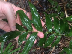 Austromuellera trinervia