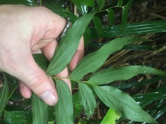 Austromuellera trinervia