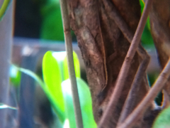 Anolis sagrei