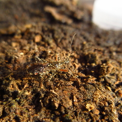 Cosmoclopius nigroannulatus