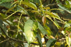 Castanopsis formosana