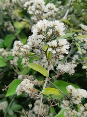 Tarlmounia elliptica