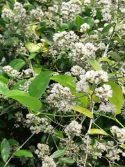 Tarlmounia elliptica