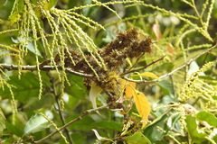 Castanopsis formosana
