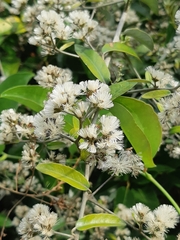 Tarlmounia elliptica