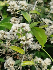 Tarlmounia elliptica