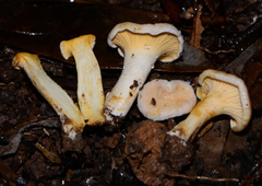 Gloeocantharellus