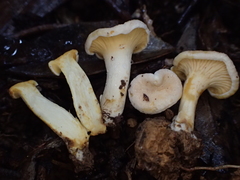 Gloeocantharellus