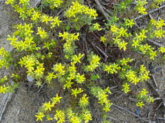 Sedum sasakii