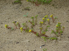 Sedum sasakii