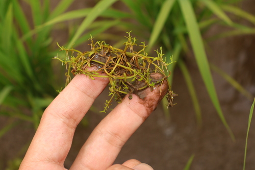 Microcarpaea minima iNat (1)